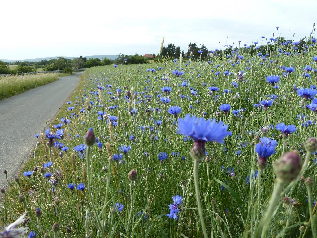 P1140186.JPG -  Cornflowers  ( Kornblumen )