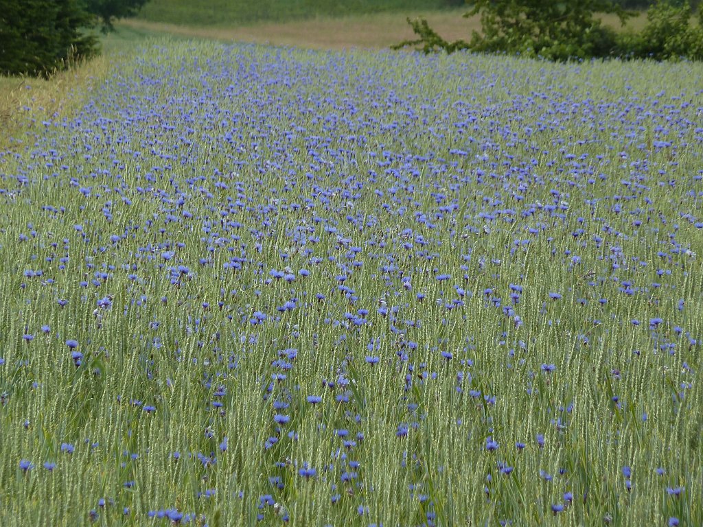 P1140197.JPG -  Cornflowers  in the field
