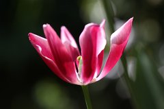 Tulip