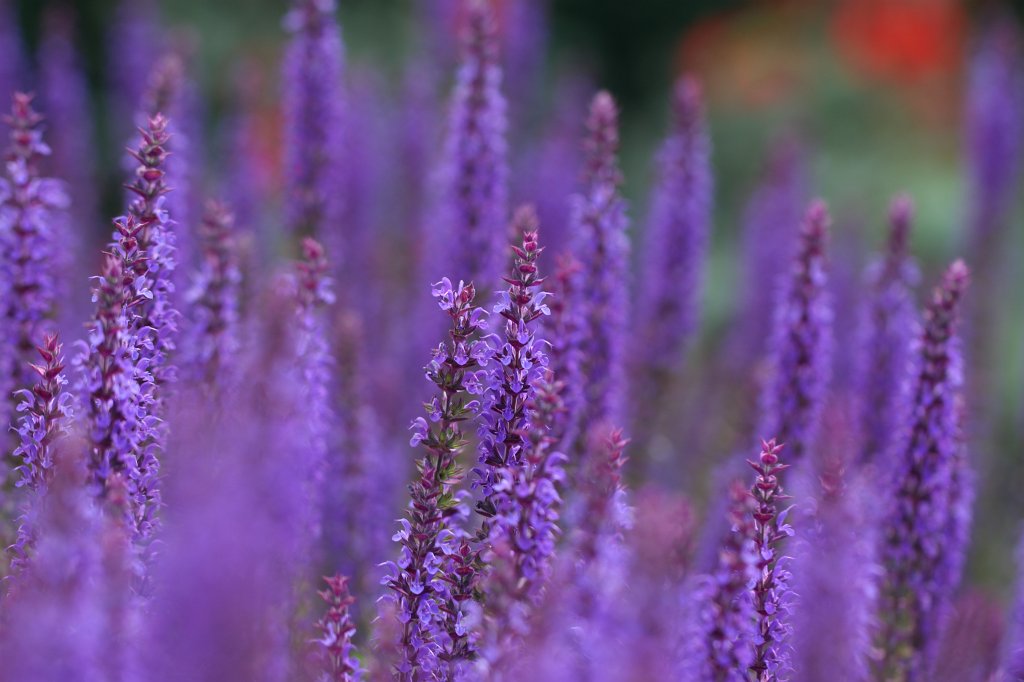 IMG_0985.JPG -  Salvia  ( Salbei )