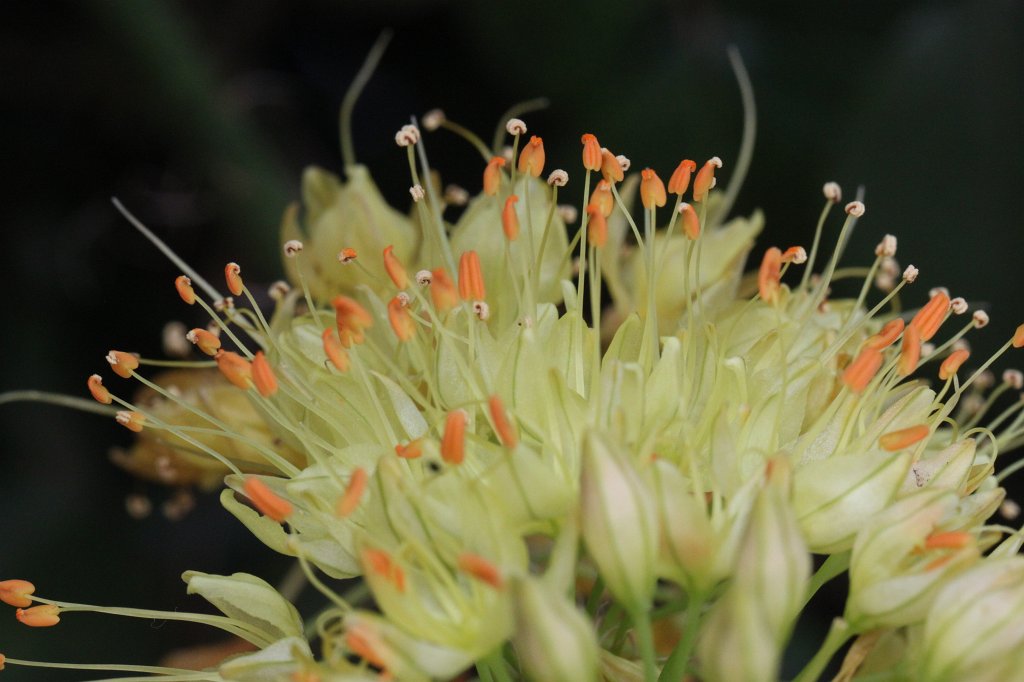 IMG_1037.JPG - Flower in the  Palmengarten 