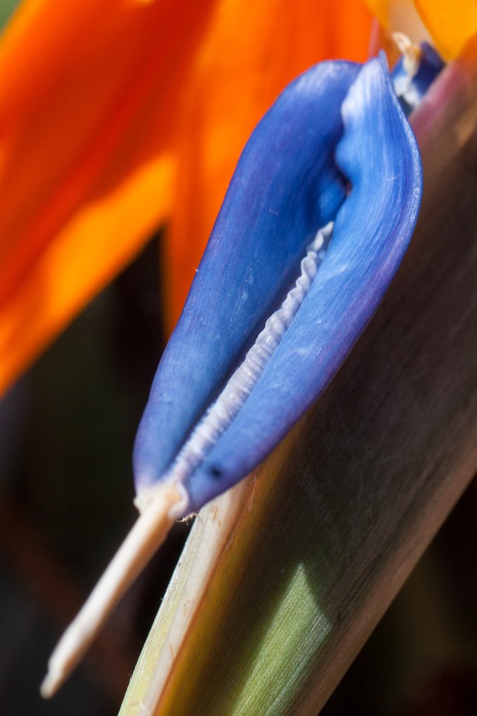 IMG_1044_c.jpg -  Strelitzia reginae  ( Paradiesvogelblume )