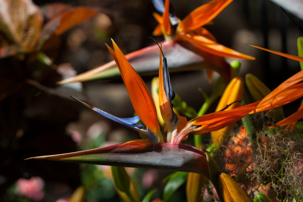 IMG_1052_c.jpg -  Strelitzia reginae  ( Paradiesvogelblume )