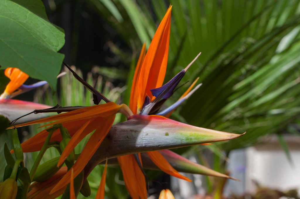 IMG_1057_c.jpg -  Strelitzia reginae  ( Paradiesvogelblume )
