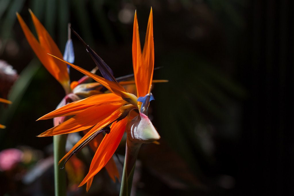 IMG_1060_c.JPG -  Strelitzia reginae  ( Paradiesvogelblume )