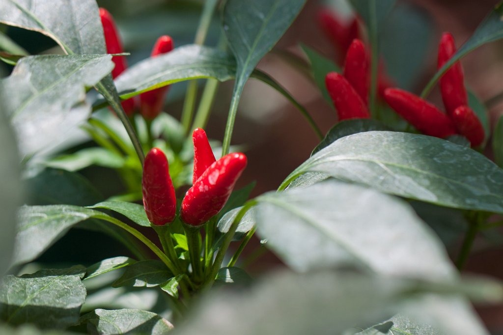 IMG_1063_c.jpg -  Chillis  ( Chilis )