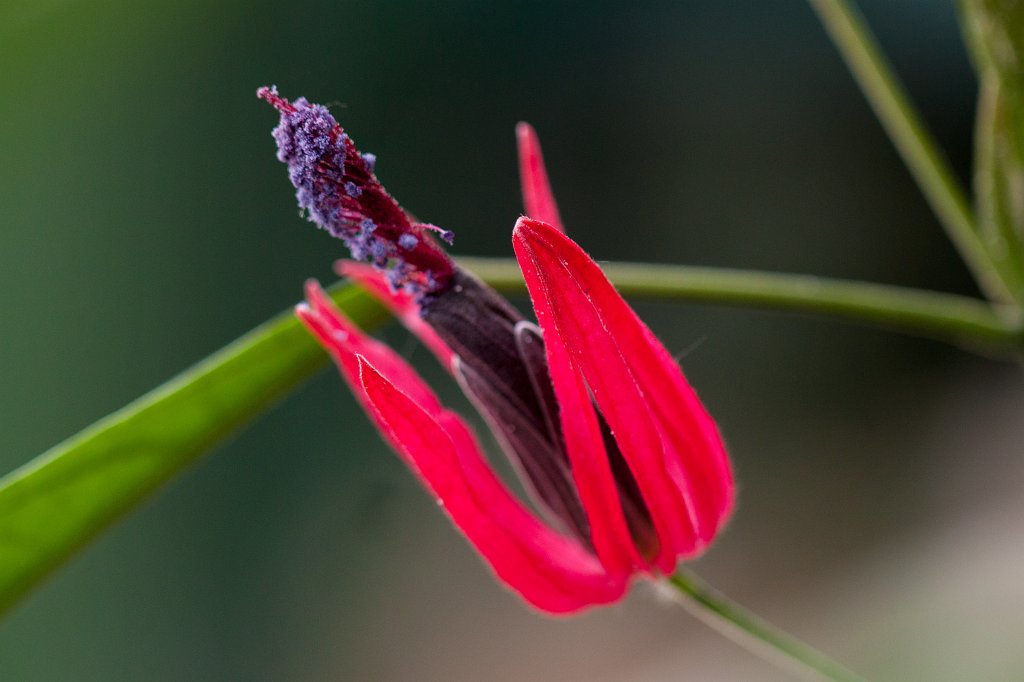 IMG_1067_c.jpg -  Pavonia multiflora 