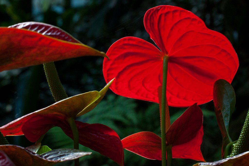 IMG_1075_c.jpg -  Flamingo flowers  ( Flamingoblumen )