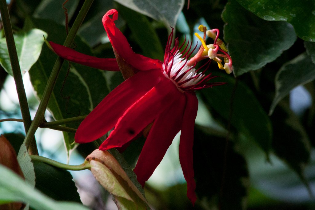 IMG_1170_c.jpg -  Passion flower  ( Passionsblume )