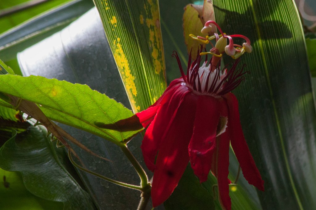 IMG_1173_c.jpg -  Passion flower  ( Passionsblume )