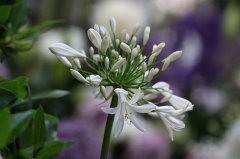 Allium