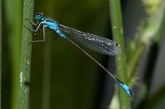 Damselfly