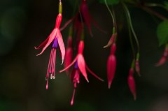 Fuchsia