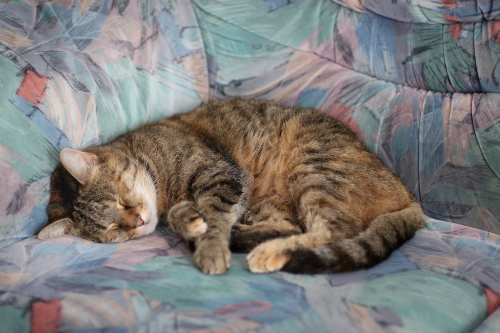 IMG_1203.JPG - Sleeping cat