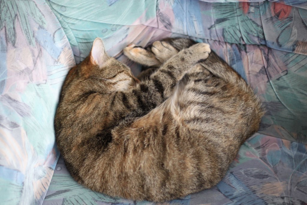 IMG_1212.JPG - Sleeping cat