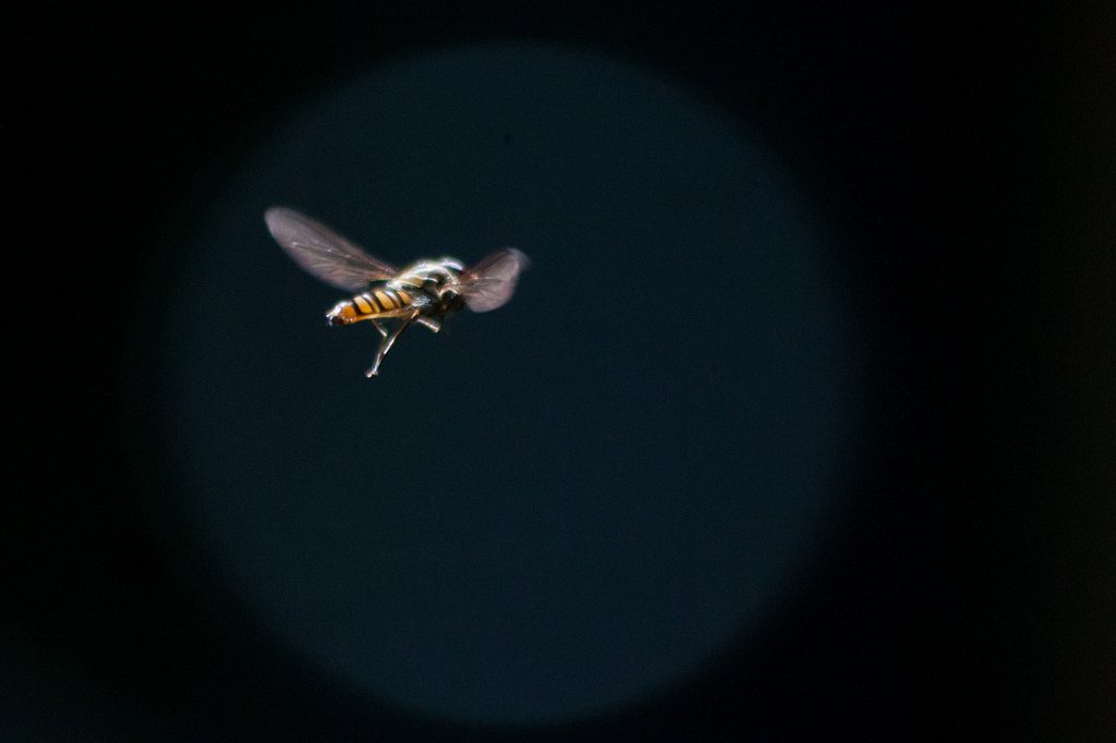 IMG_1890_c.jpg - Schwebefliege