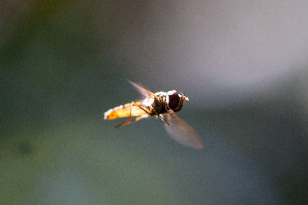 IMG_1896_c.jpg - Schwebefliege