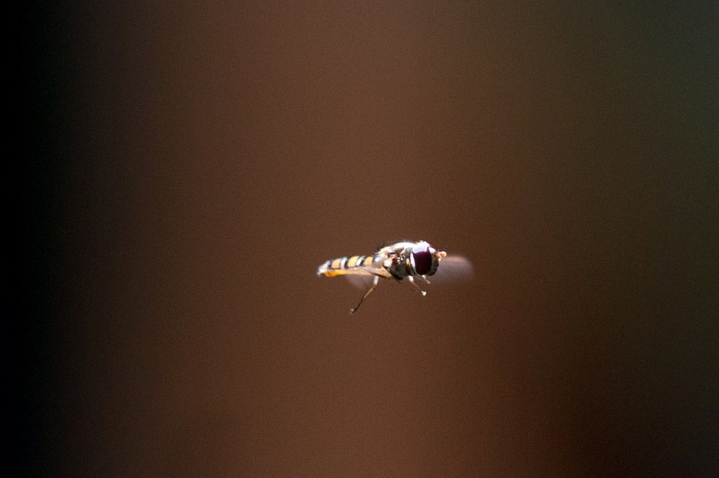 IMG_1908_c.jpg - Schwebefliege