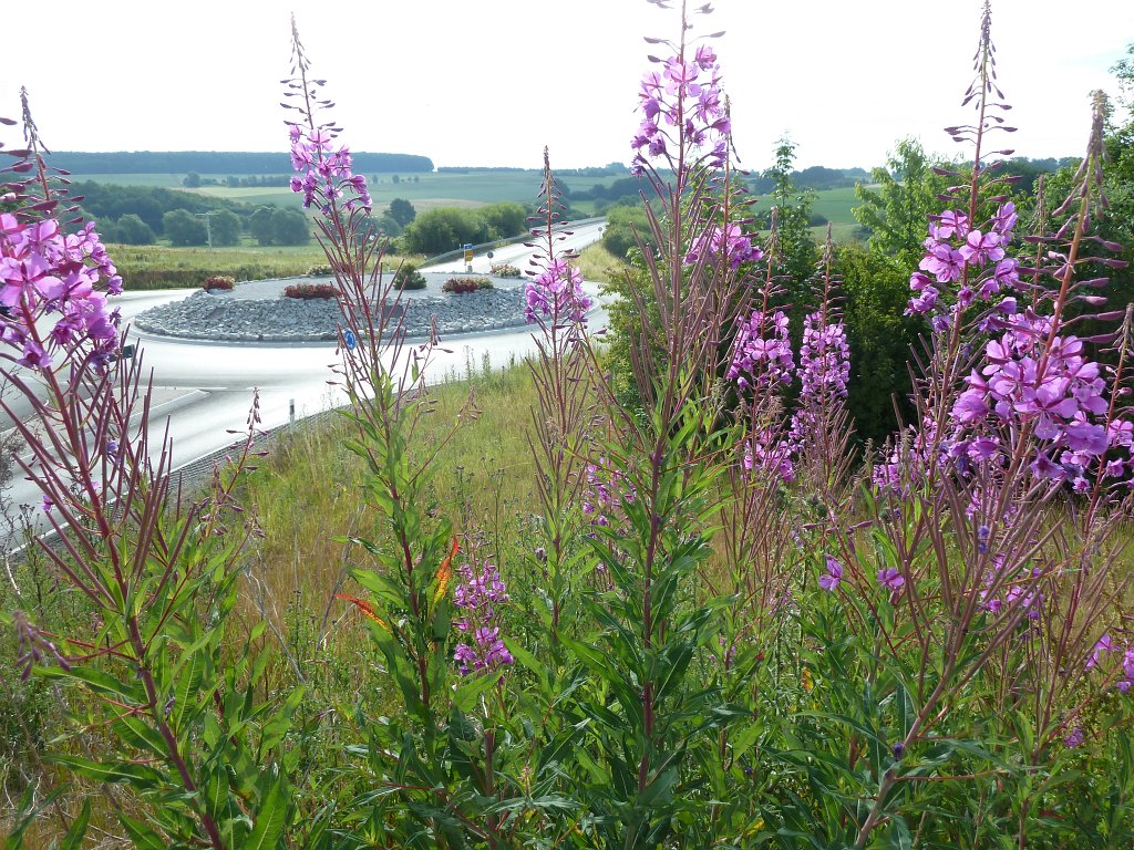 P1140312.JPG -  Fireweed  ( Schmalblättriges Weidenröschen )
