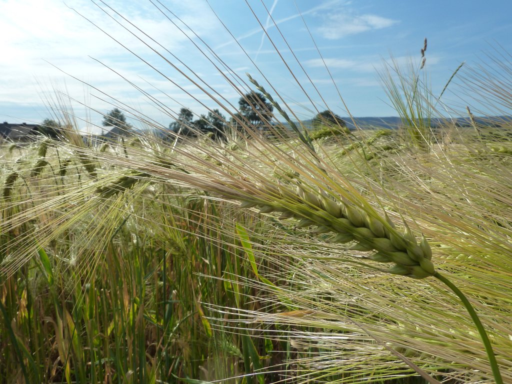 P1140323.JPG -  Barley  ( Gerste )