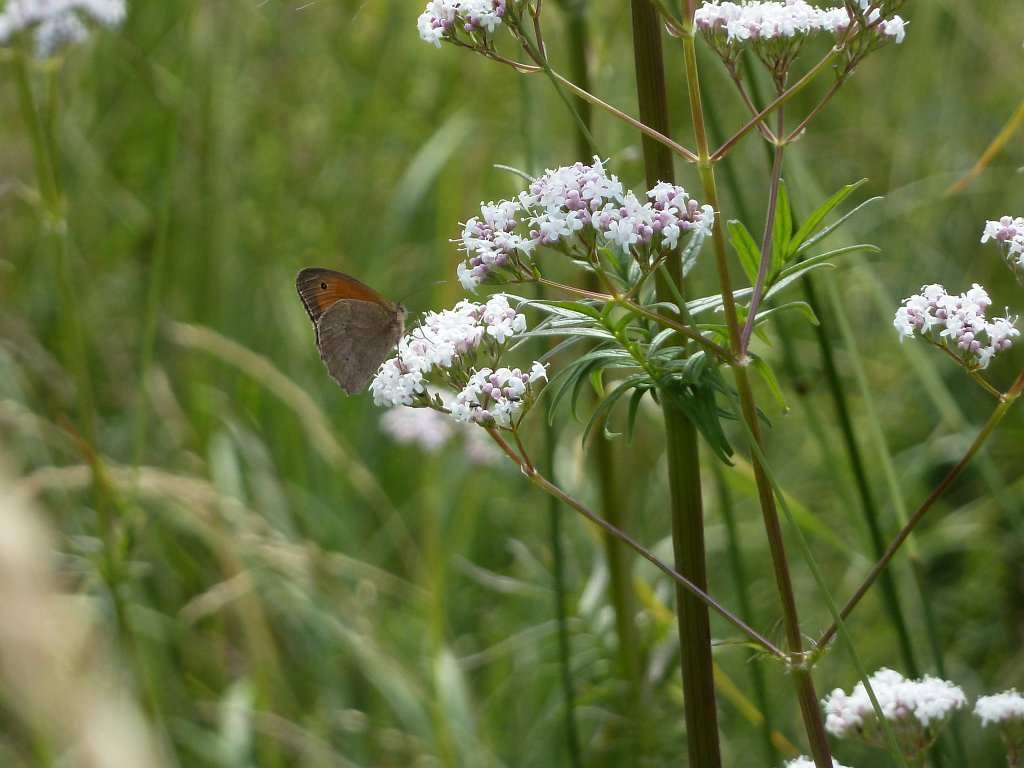 P1140333.JPG - Butterfly