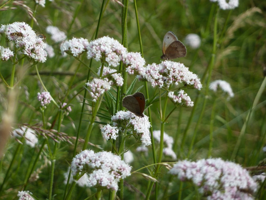 P1140339.JPG - Butterfly