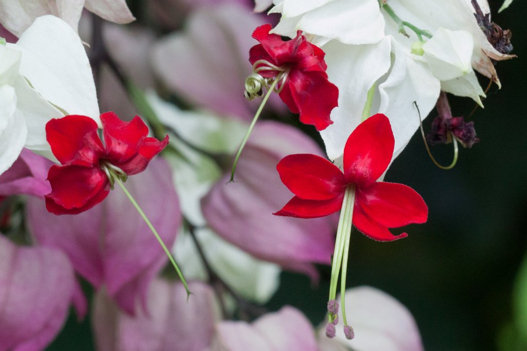 IMG_1266_c.jpg - Flower