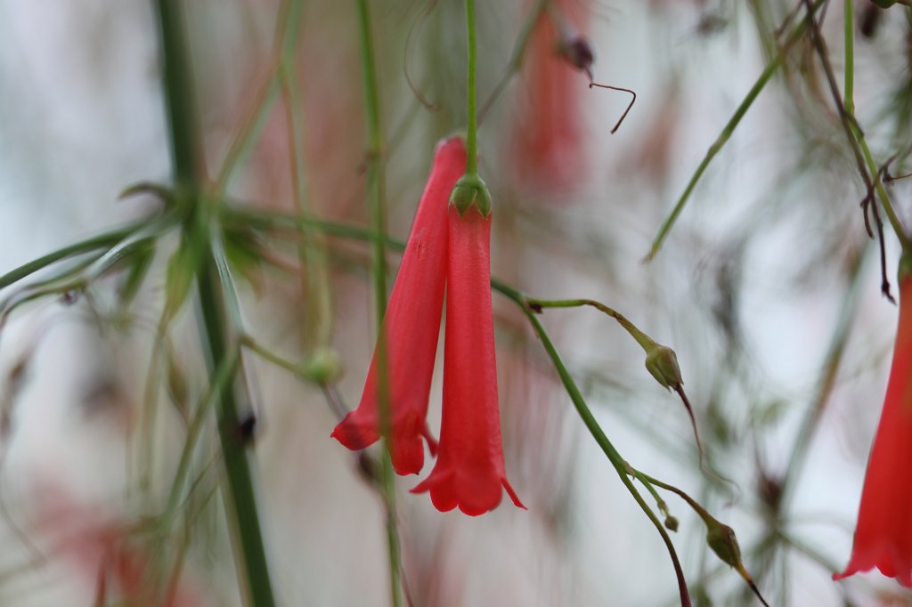 IMG_1279.JPG - Flower