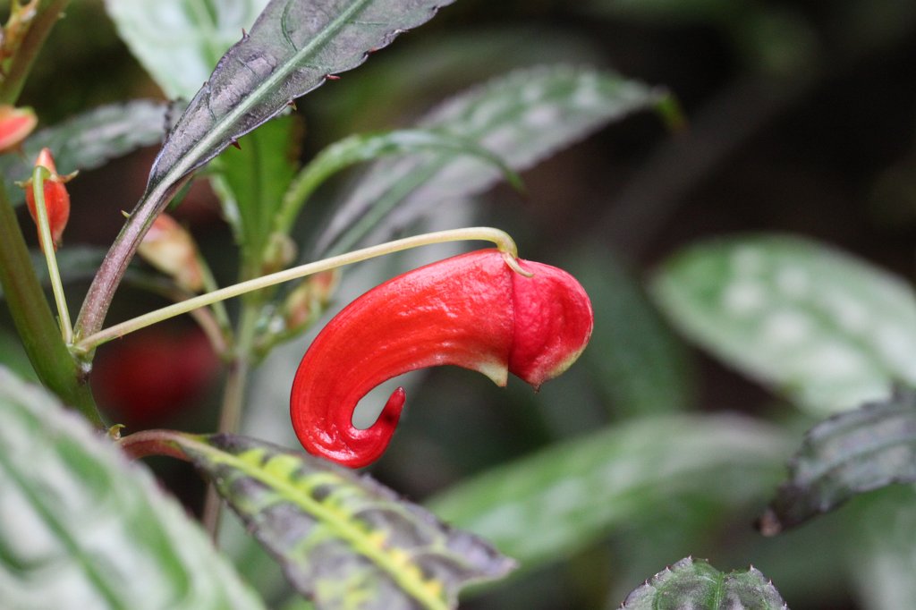 IMG_1284.JPG - Impatiens (Springkraut)