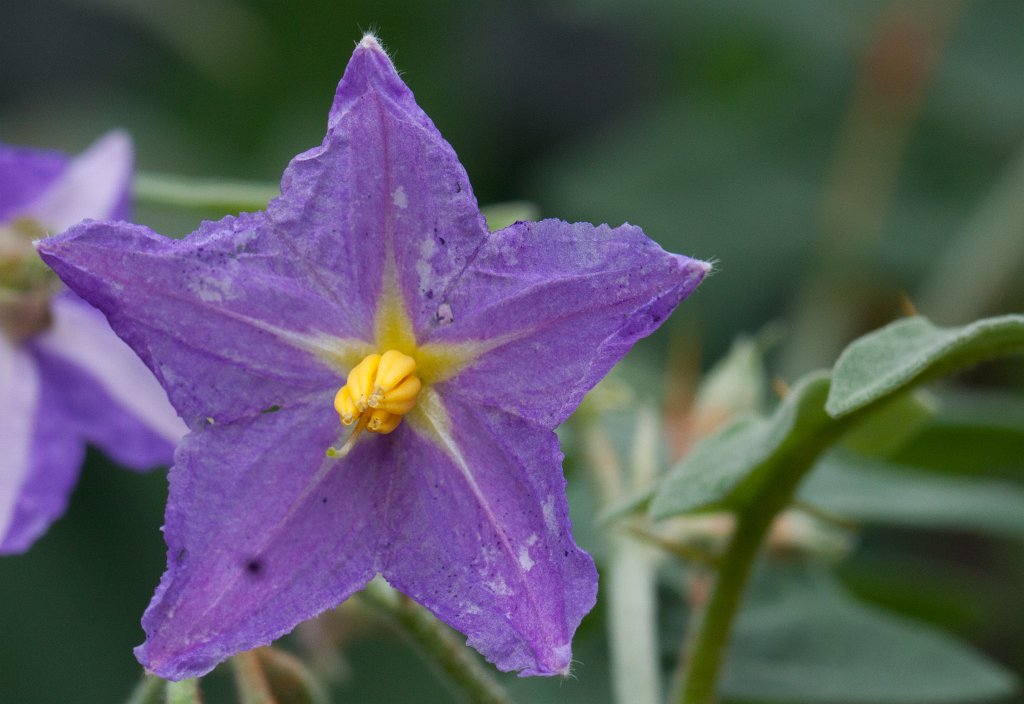 IMG_1309_c.jpg -  Solanum  ( Nachtschatten )