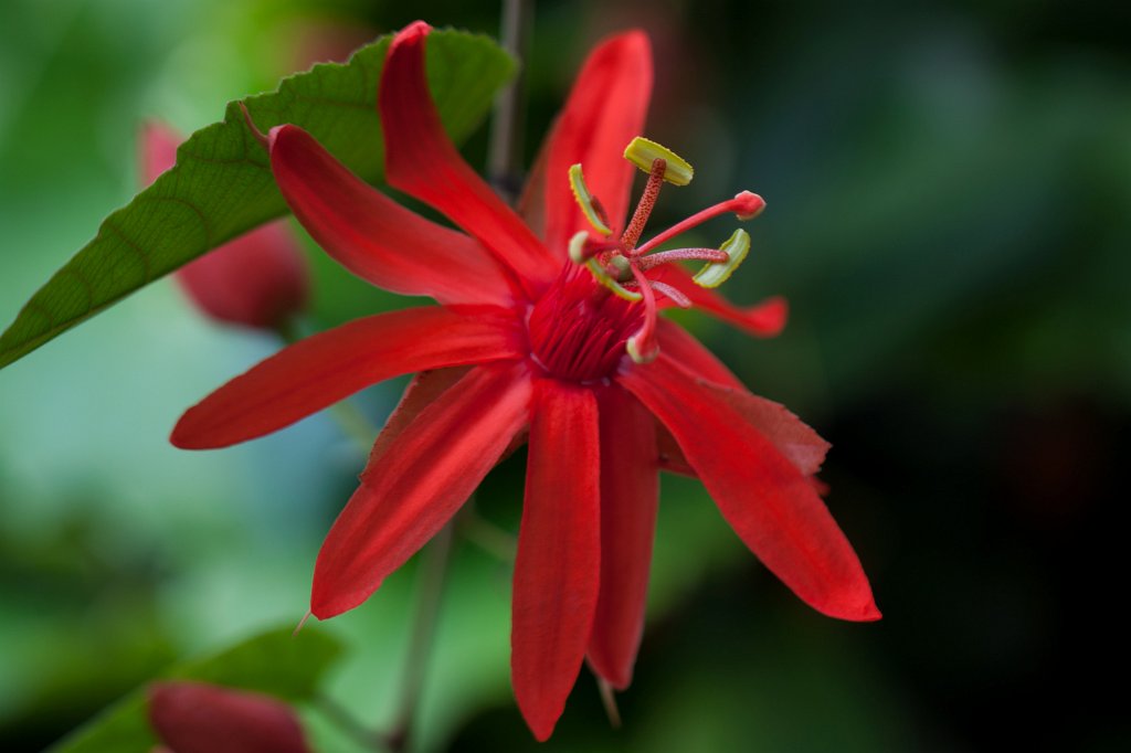 IMG_1317_c.jpg -  Passiflora  ( Passionsblume )