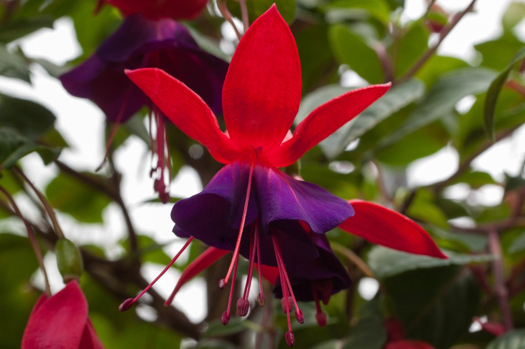 IMG_1329_c.jpg -  Fuchsia  ( Fuchsie )