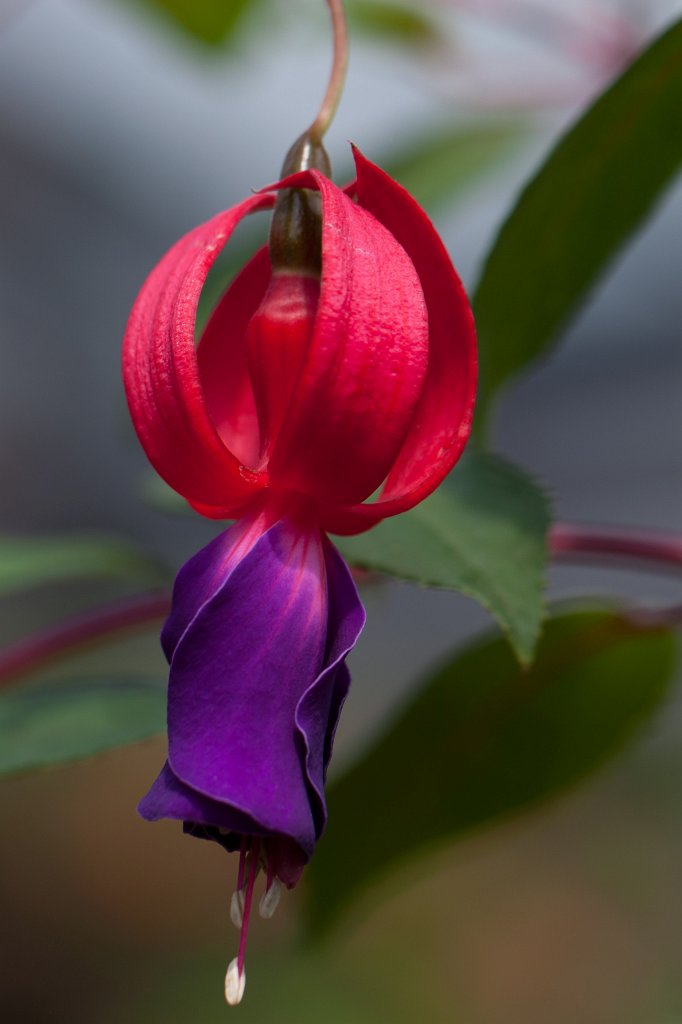 IMG_1335_c.jpg -  Fuchsia  ( Fuchsie )