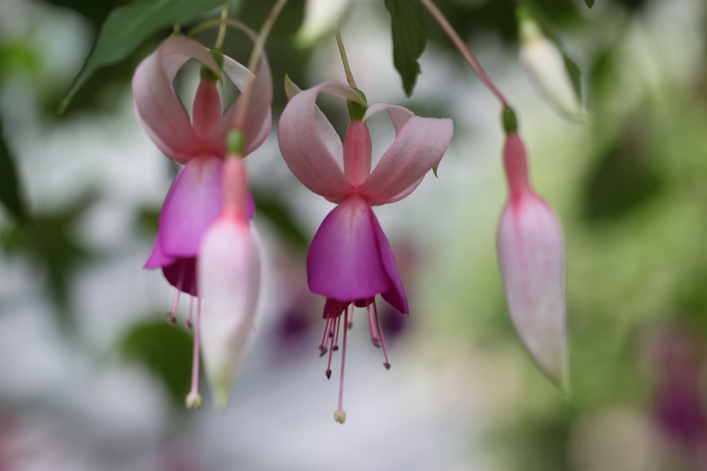 IMG_1337.JPG -  Fuchsia  ( Fuchsie )