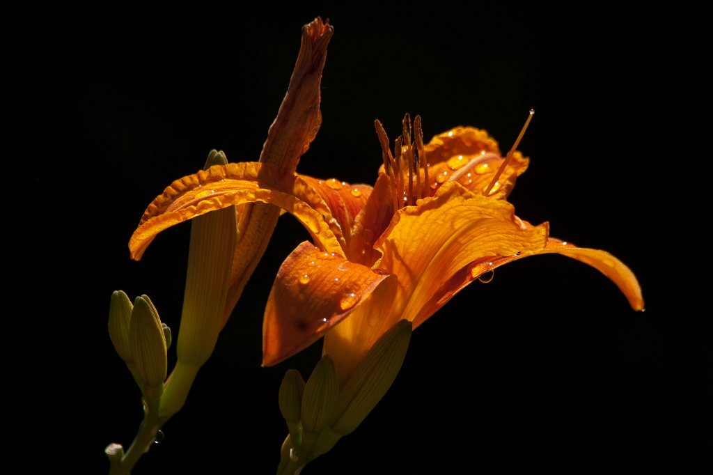 IMG_1482_c.jpg -  Daylily  ( Taglilie )
