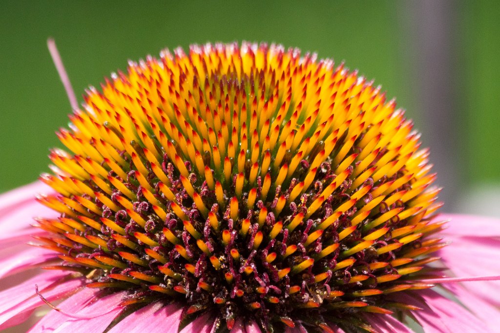 IMG_1485_c.jpg -  Purple coneflower  ( Sonnenhut )