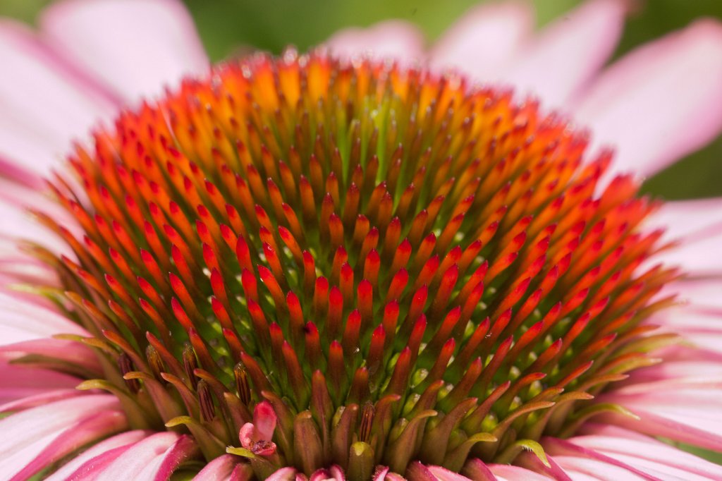IMG_1488_c.jpg -  Purple coneflower  ( Sonnenhut )