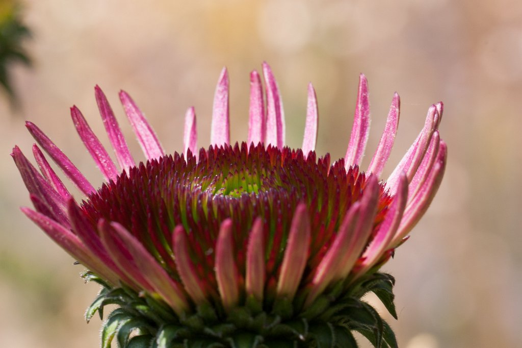 IMG_1489_c.jpg -  Purple coneflower  ( Sonnenhut )