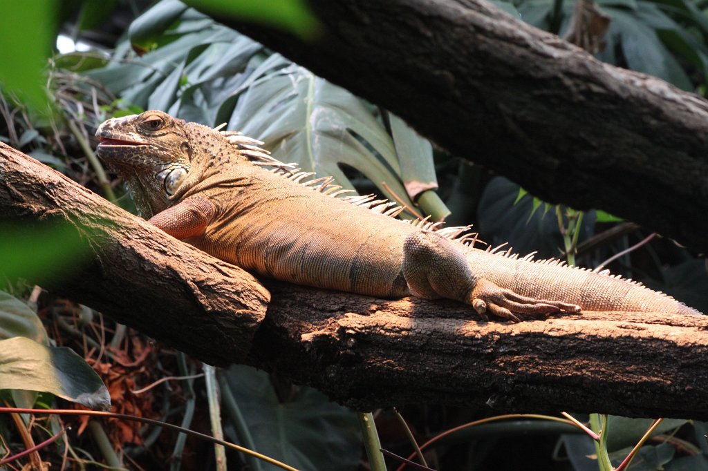 IMG_1725.JPG -  Iguana  ( Leguan )