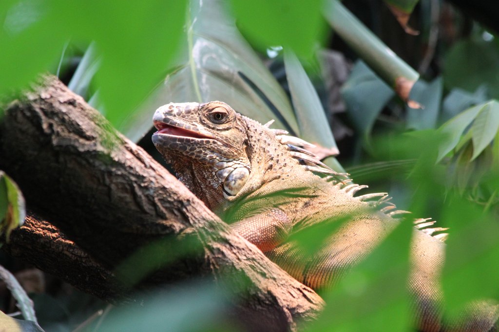 IMG_1728.JPG -  Iguana  ( Leguan )