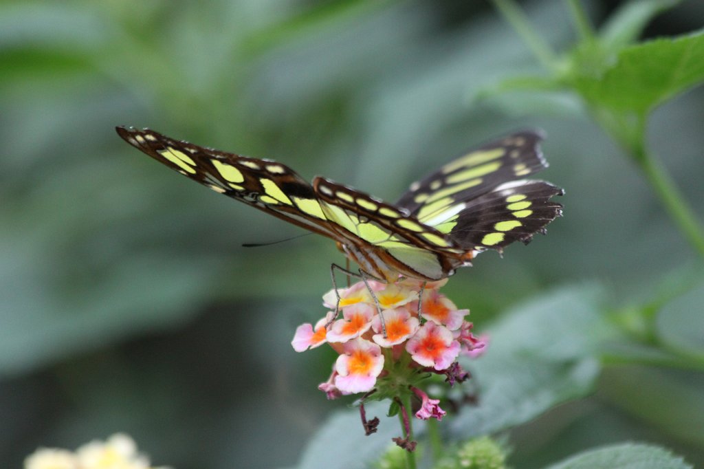 IMG_1803.JPG -  Malachite  ( Malachitfalter )
