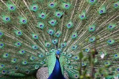 Peafowl