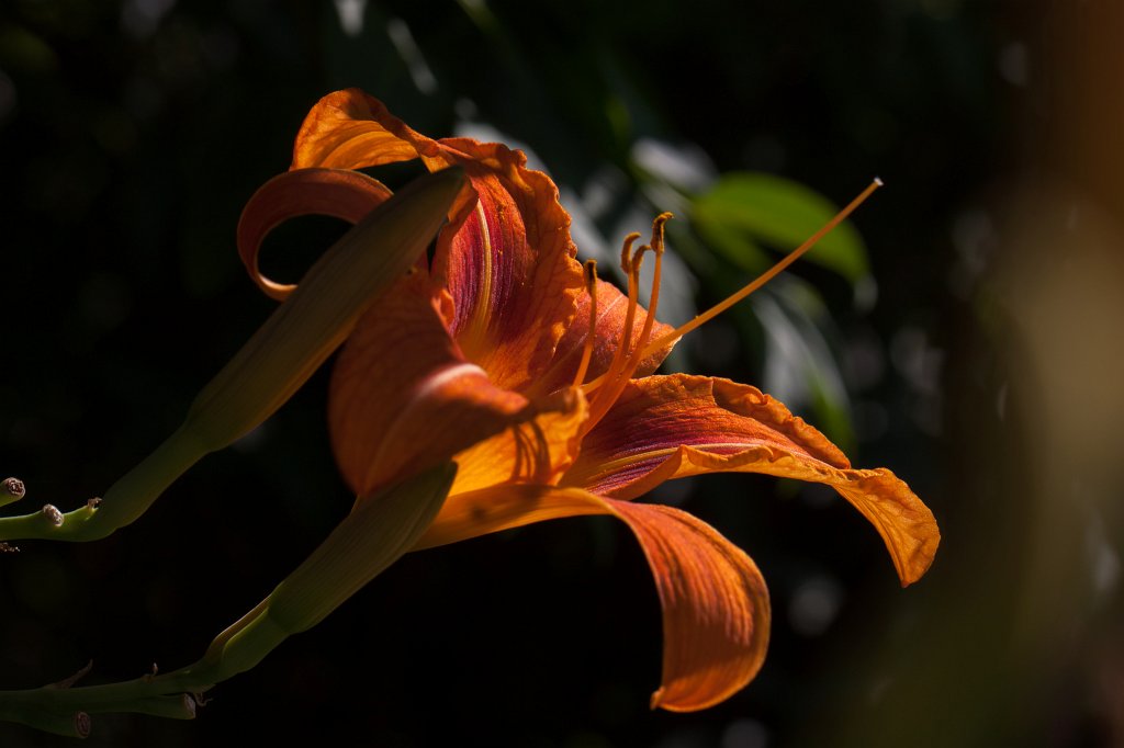 IMG_1925_c.jpg -  Daylily  ( Taglilie )