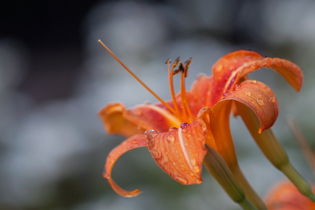 IMG_2056_c.jpg -  Daylily  ( Taglilie )