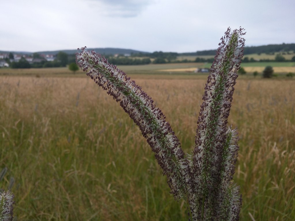 IMG_20150625_094929.jpg -  Meadow foxtail  ( Wiesen-Fuchsschwanz )