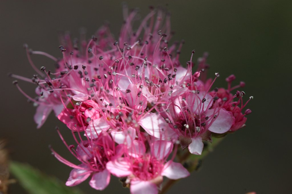 IMG_2098.JPG -  Spiraea  ( Spierstrauch )