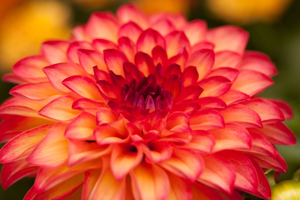 IMG_2330_c.jpg -  Dahlia  ( Dahlie )