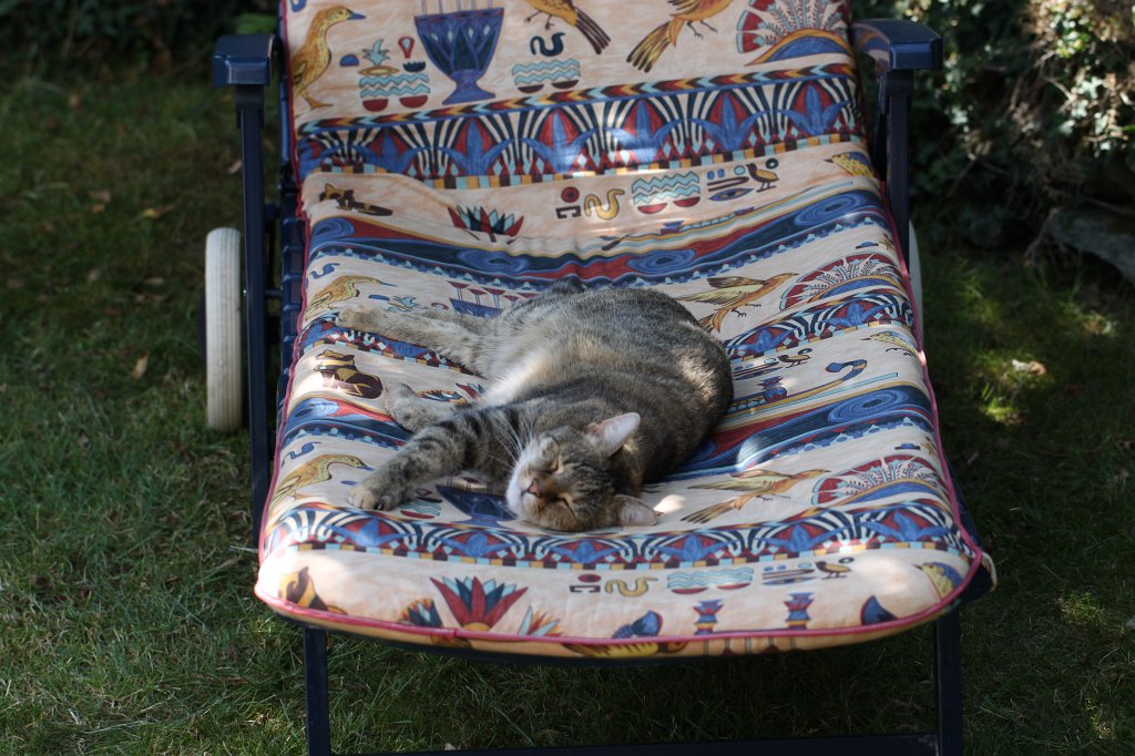 IMG_2351.JPG - Katze