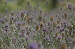 Teasels