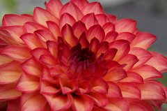 Dahlia